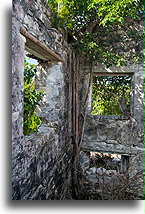 Tree Inside the House #1::North Caicos, Turks and Caicos::