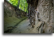 Root Pit #1::Kazimierz Dolny, Poland::