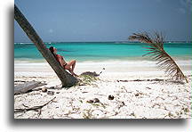 Leaning Palm Tree #2::Dominican Rep., Caribbean::