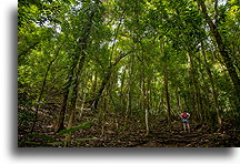 Nature Reserve Forest #1::Reserva Natural Cabo Blanco, Costa Rica::