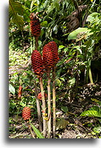 Pinecone Ginger::Mistico Hanging Bridges, Costa Rica::