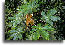 Seven-lobed Leaves::Mistico Hanging Bridges, Costa Rica::