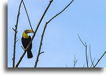 Toco Toucan::Uvita, Costa Rica::