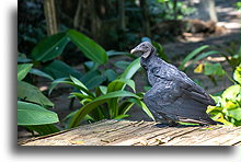 Black Vulture::Tak'alik Ab'aj, Guatemala::