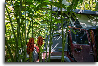 Next to Pinecone Ginger::Takalik Maya Lodge, Guatemala::