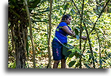 Coffee Harvest::Takalik Maya Lodge, Guatemala::