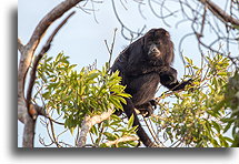 Female Howler Monkey::Tikal, Guatemala::