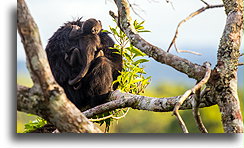 Monkey Mother and Child::Tikal, Guatemala::