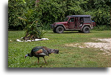 Ocellated Turkey::Tikal, Guatemala::