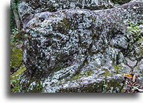 Toad #2::Copán Ruinas, Honduras::