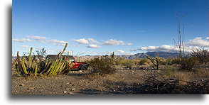 Candelabra Cactus::Baja California Desert, Mexico::