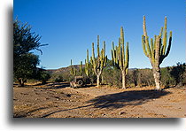 On the way back::Sierra de la Giganta, Baja California, Mexico::