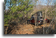 Morning in the Dry Forest::Guiengola, Mexico::