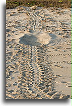 Turtle Tracks::Hotel Escondido, Oaxaca, Mexico::