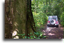 Road to La Jungla Campground::Nanciyaga Ecological Reserve, Veracruz, Mexico::