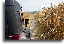 Cornfield::San Bernardo, Michoacán, Mexico::