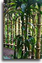 Bamboo Palace::Las Pozas, San Luis Potosi, Mexico::