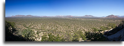 Cactus Forest::Cochimi Indians, Baja California, Mexico::