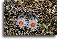 Blooming Cactus Flowers::Mineral de Pozos. Guanajuato. Mexico::