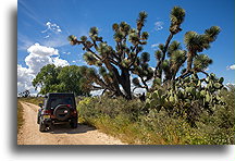 Sideroad::Pinos, Zacatecas, Mexico::