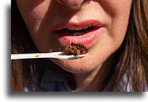 Eating Chapulines::Puebla, Puebla, Mexico::