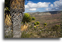 Valley::El Quemado, San Luis Potosi, Mexico::