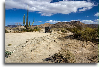 Elephant Cactus::San Borja, Baja California, Mexico::