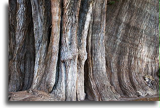 Montezuma Cypress::Santa Maria del Tule, Oaxaca, Mexico::