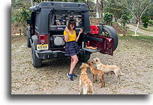 Sharing lunch with local dogss::Tonina, Mexico::