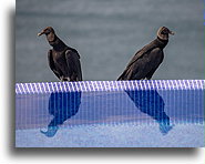 Two Black Vultures::San Juan del Sur, Nicaragua::