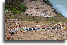 Green Iguana::El Caño, Panama::