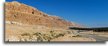 Date Palm Plantations::Dead Sea, Israel::