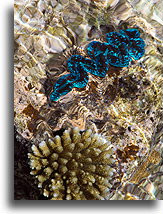 Giant Clam::Bora Bora, French Polynesia::