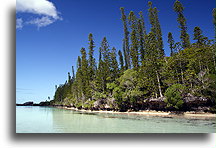 Araucaria Columnaris::Isle of Pines, New Caledonia, South Pacific::