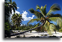 Leaning Palm Tree::Isle of Pines, Oceania::