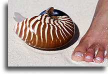 Nautilus::Nokanhui, New Caledonia, South Pacific::