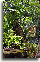 Slit Drum::Kastom Village, Vanuatu, South Pacific::