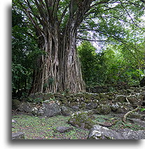 Teiipoka::Nuku Hiva, Marquesas::