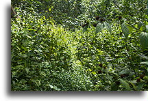 Overgrown Trail::Nuku Hiva, Marquesas::