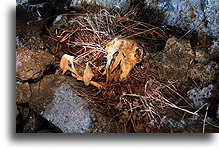 Traditional Offerings::Easter Island::