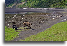 Pigs at Suplur Bay::Tanna Villages, Vanuatu, South Pacific::