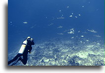 Watching Sharks in Tiputa Pass::Tiputa Pass, Rangiroa, French Polynesia::