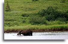 Moose::Alaska, United States::