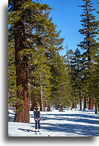 Big Trees on the Trail::Mammoth, CA, USA::