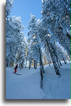 Christmas Tree Bowl::Steamboat, Colorado, USA::