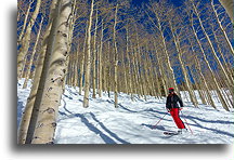 Aspen Trees in Steamboat::Steamboat, Colorado, USA::