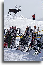 Elk Monument::Vail, Colorado, USA::