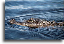 Alligator::Everglades, Florida, United States::