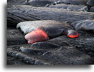 Lava Flow #1::Kilauea Volcano on Big Island, Hawaii::