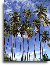 Kapuaiwa Memorial::Molokai, Hawaii Islands::